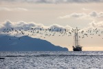 240907b_Bohemanneset_86_N