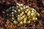 240911b_Hermansenoya_082_N