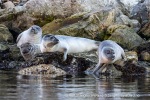 240913e_Kobbefjord_028_N