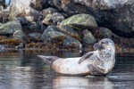 240913e_Kobbefjord_039_N