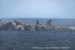 240918b_Moffen_22_N