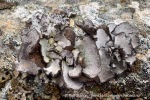 240919d_Birgerbukta_05_N