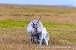 240921b_Alkhornet_074_N