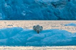 a8_Monacobreen_05Okt10_41_N