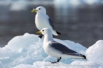 f2o_Monacobreen_29Juni13_119_N