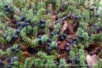241109a_Skjervoy_12_E