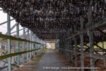 241110_Hamnes_12_E
