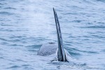 241115_Kvaenangen_011_D