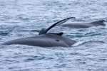 241115_Kvaenangen_082_D