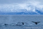 241115_Kvaenangen_156_D