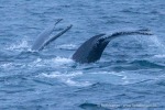 241116b_Kvaenangen_13_D
