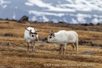 160602a_Diabasodden_10_N
