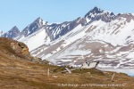 c8_Alkhornet_06Juli09_71_N