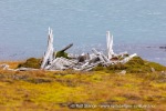 240921b_Alkhornet_021_N