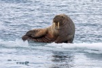 180530b_Ymerbukta_04_N