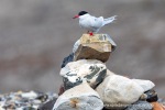 190711b_Ymerbukta_12_N