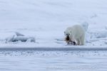 220505d_Ymerbukta_30_N