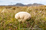 170729a_Erdmannflya_012_N