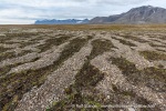 170729a_Erdmannflya_031_N