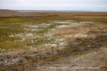 230823a_Erdmannflya_005_N