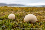 230823a_Erdmannflya_067_N