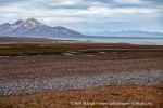 b1j_Erdmannflya_05Aug15_270_N