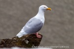 b2_Flytangen_26Juni12_29_N