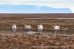 b4v_Ymerbukta_24Sept15_50_N