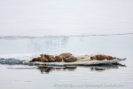 a2n_Borebukta_04Juni14_23_E