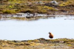 170628b_Erdmannflya_09_N