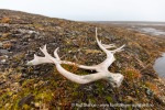 210920b_Tundraodden_09_N
