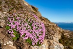 170728b_Bohemanflya_078_N