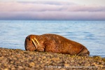 210808_Ratangen_12_N