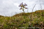 240726_Bohemanflya_087_N
