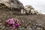 170628a_Wahlenbergbreen_076_N