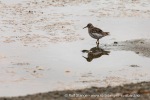 210817c_Mollbukta_046_N