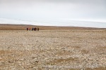 06_f3j_Hingstsletta_08Juli13_019_N