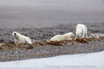 41_220817d_Lomfjord_166_N