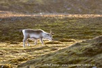 190921g_Sigridholmen_039_N
