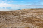 170731a_Collinsodden_046_N