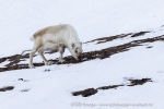 2500501a_Skansbukta_22_N