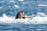 250502b_Dahlbreen_25_N