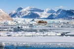 250503b_Kongsfjord_19_N