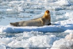 250503b_Kongsfjord_47_N