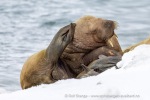 250506a_Sarstangen_26_N