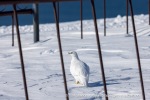 250507a_Colesbukta_53_N