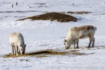 250507a_Colesbukta_61_N