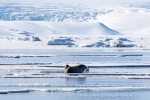 250507c_Borebukta_15_N