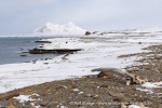 250502a_Farmhamna_08_N