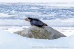 250504a_Fjortende-Julibukta_72_N
